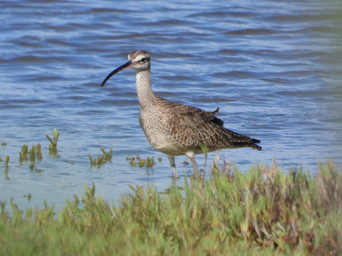 Whimbrel - Glenda Tromp