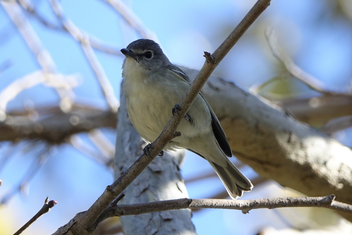 Plumbeous Vireo - ML504133671