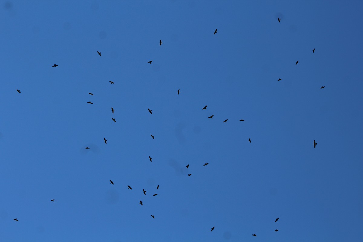 Chihuahuan Raven - Jake Thompson