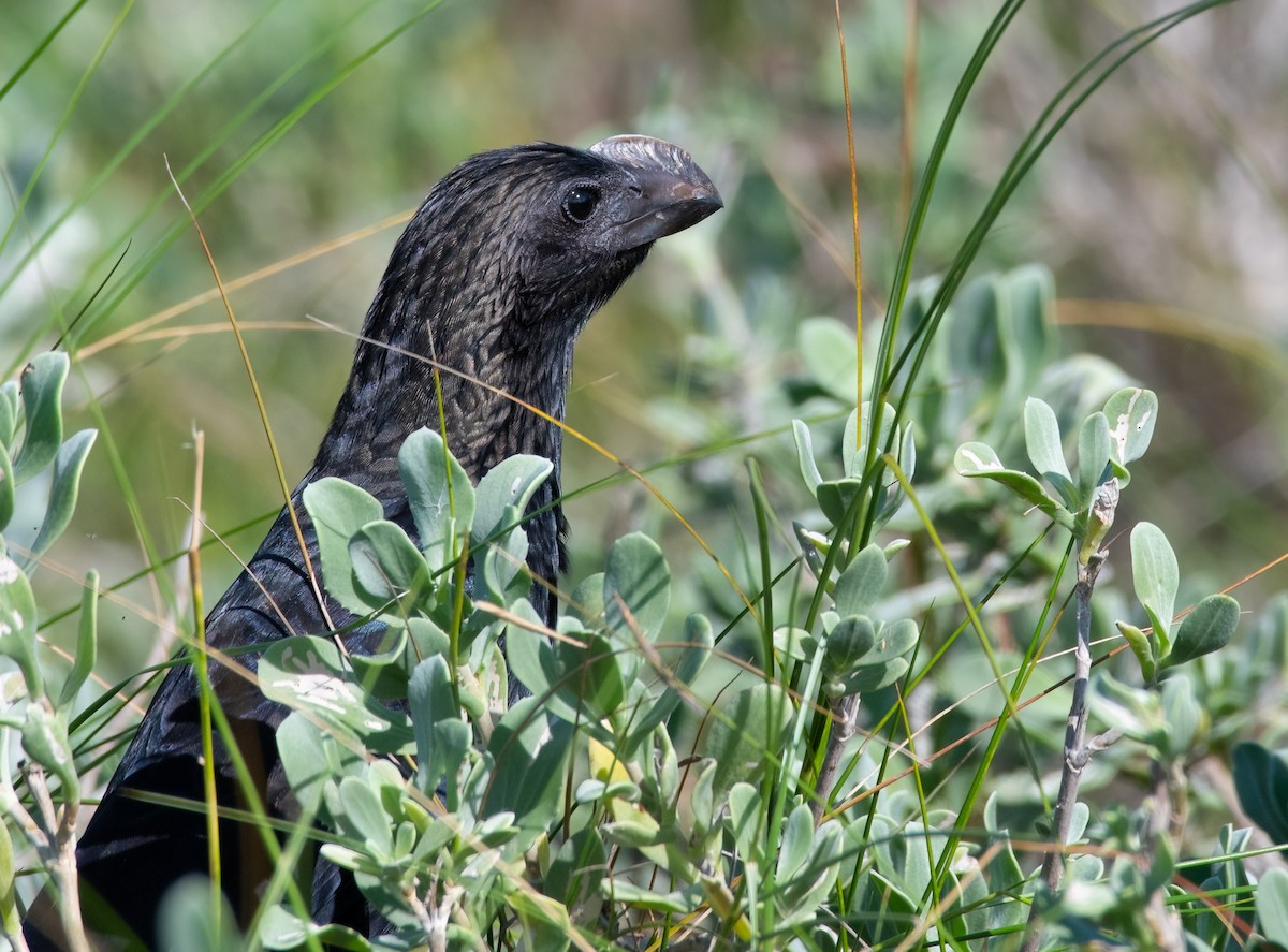 Smooth-billed Ani - ML504134381