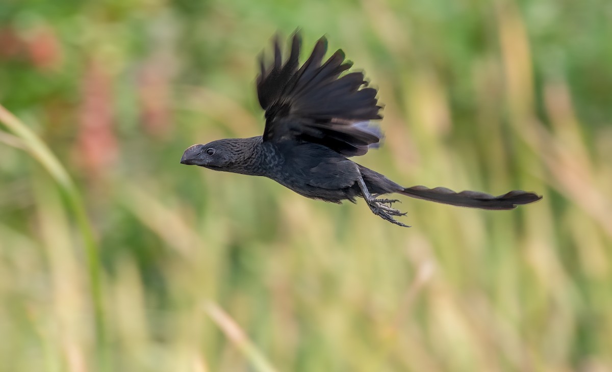 Smooth-billed Ani - ML504134391
