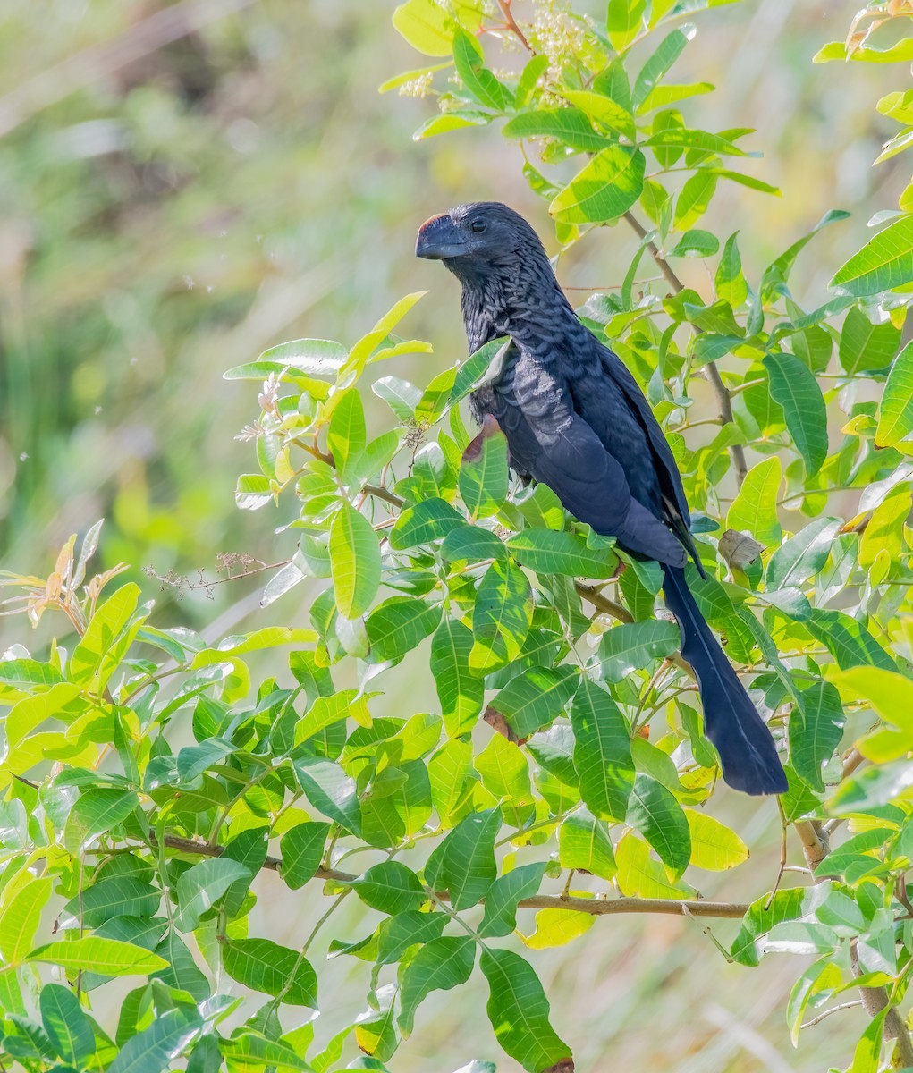Smooth-billed Ani - ML504134401