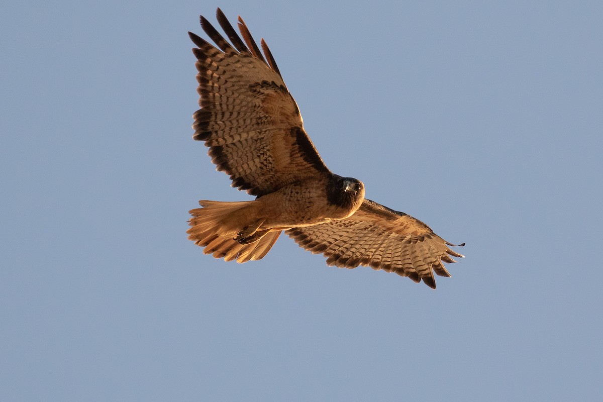 Red-tailed Hawk - Dan Harris