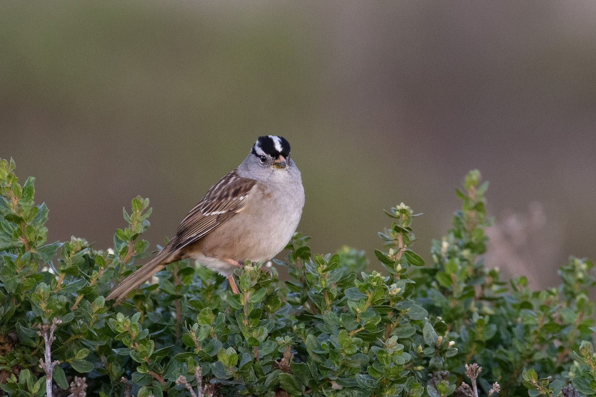 White-crowned Sparrow - Dan Harris