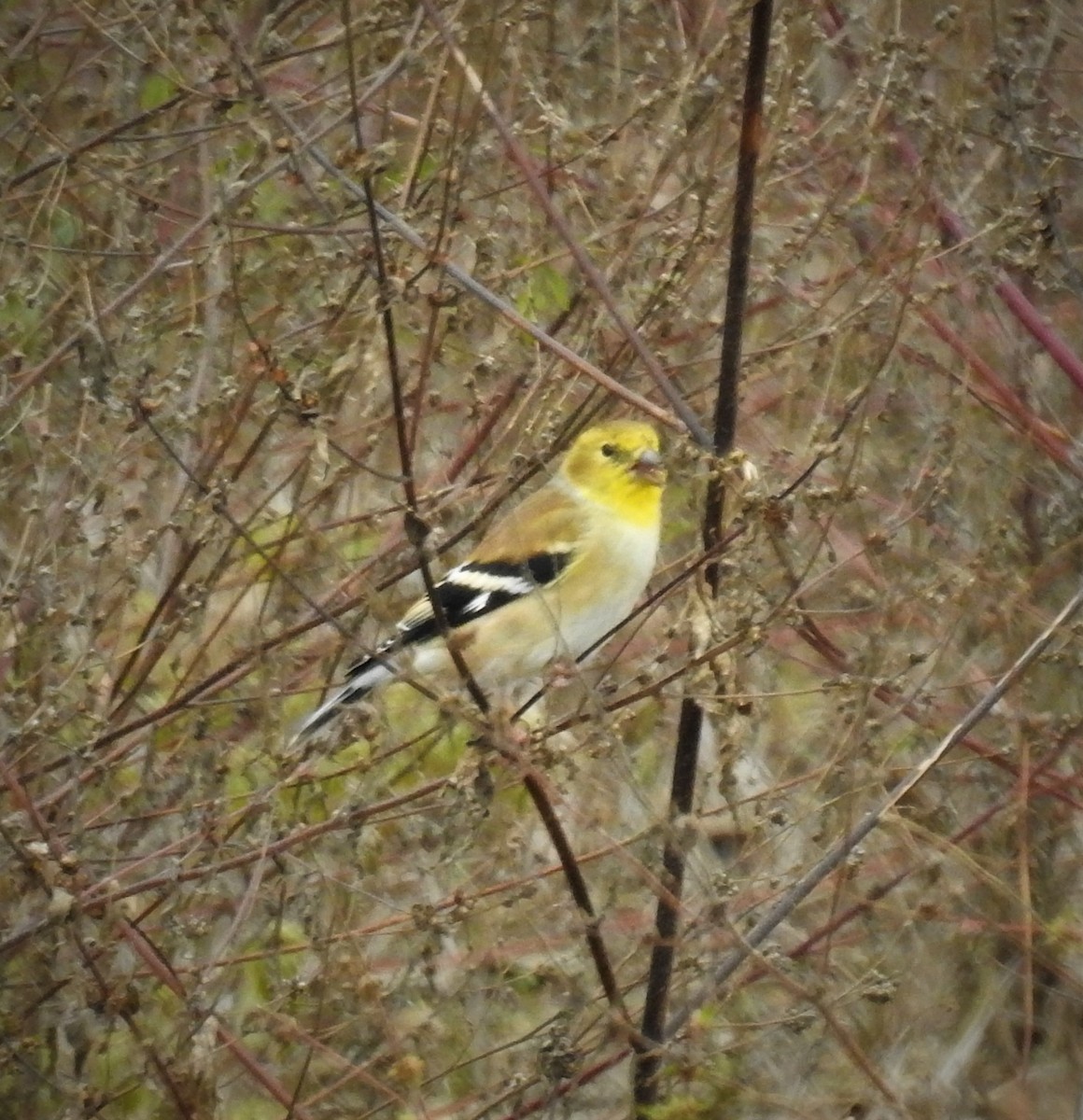 American Goldfinch - ML504135211