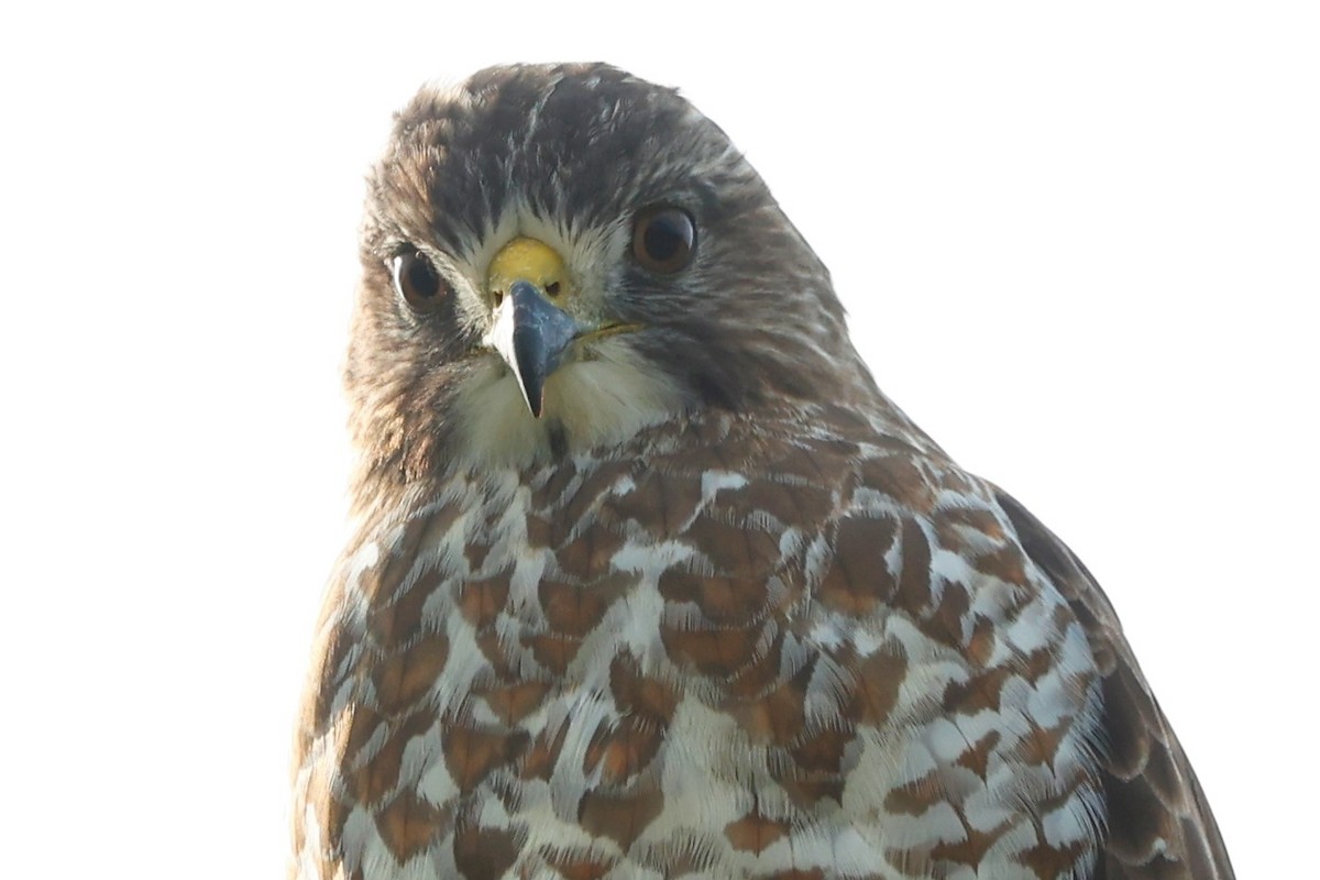 Broad-winged Hawk (Northern) - ML504135321