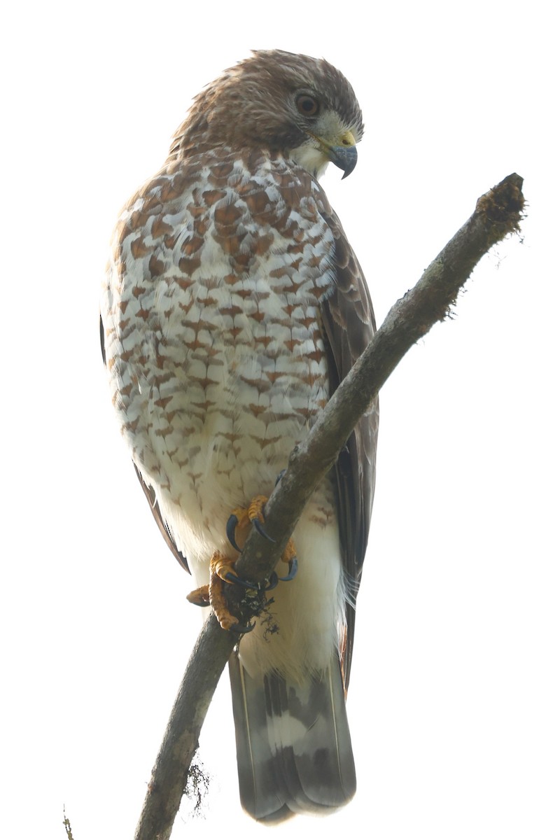 Broad-winged Hawk (Northern) - ML504135331