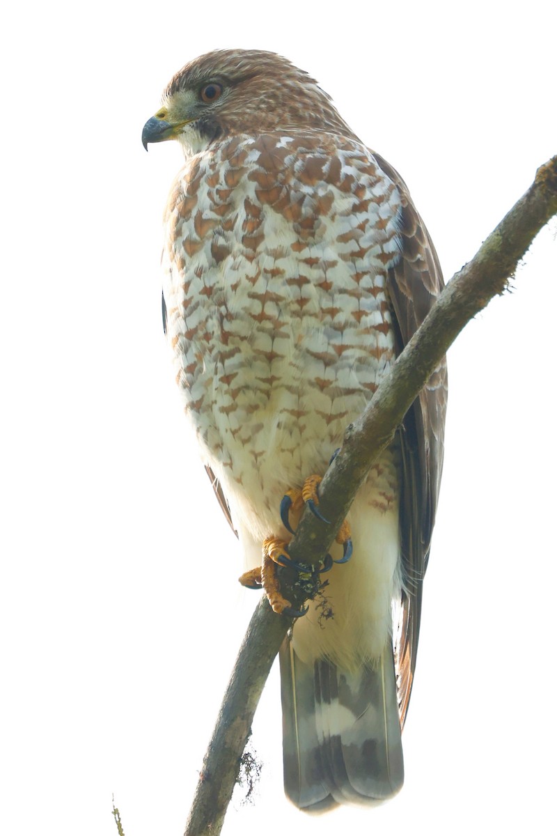 Broad-winged Hawk (Northern) - ML504135341