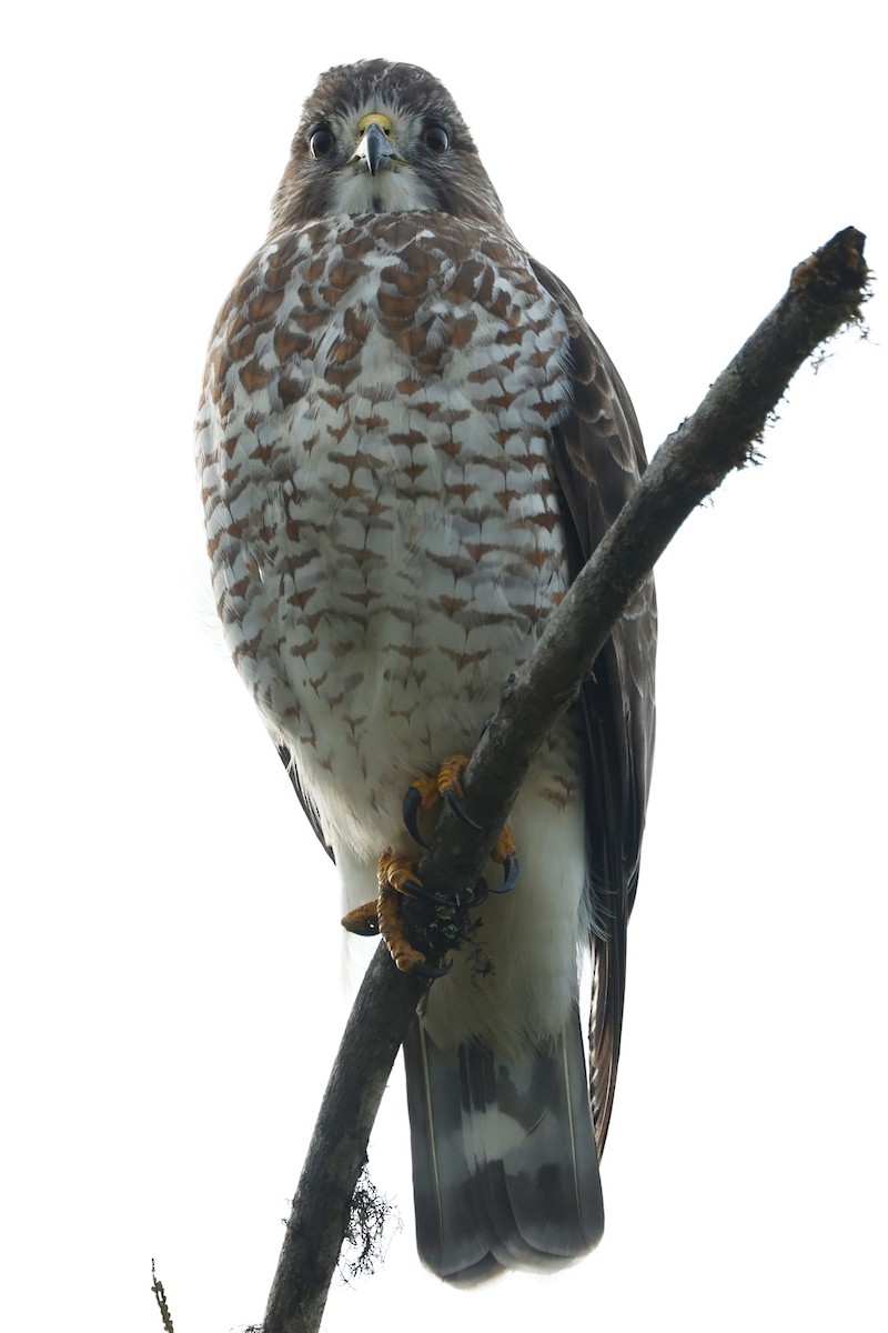 Broad-winged Hawk (Northern) - ML504135351