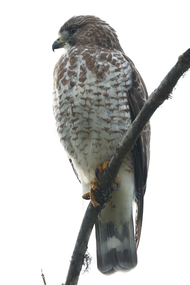 Broad-winged Hawk (Northern) - ML504135361