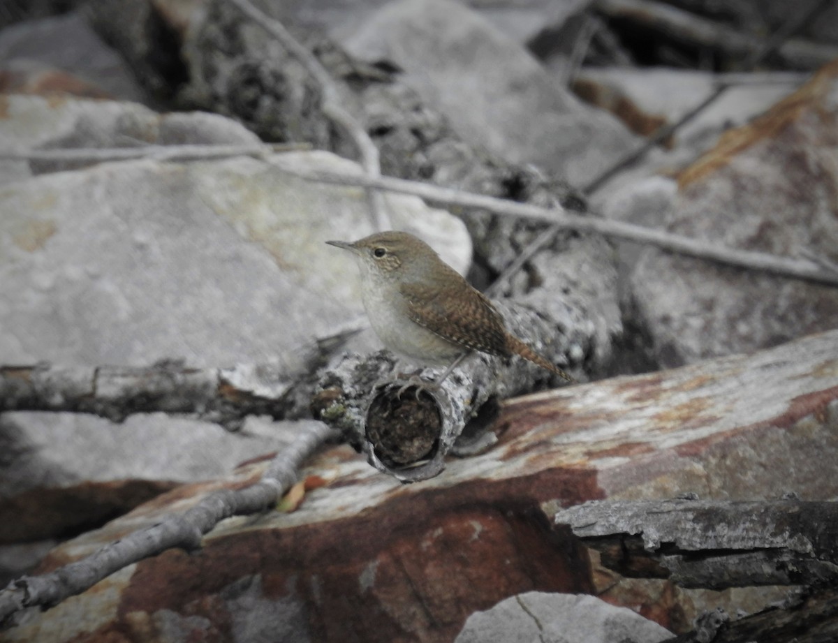 House Wren (Northern) - ML504135391