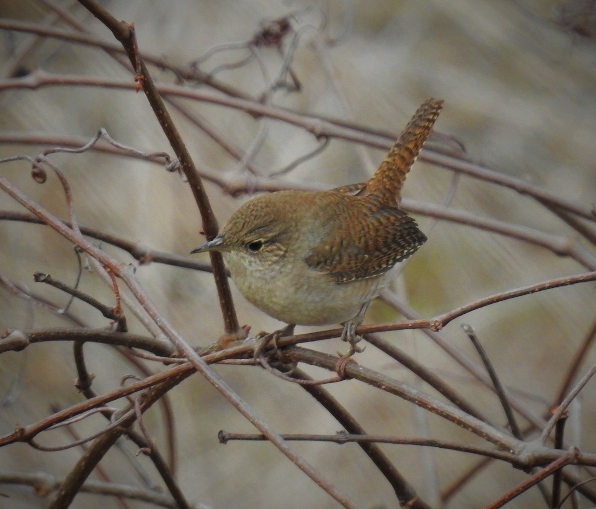 House Wren (Northern) - ML504135431