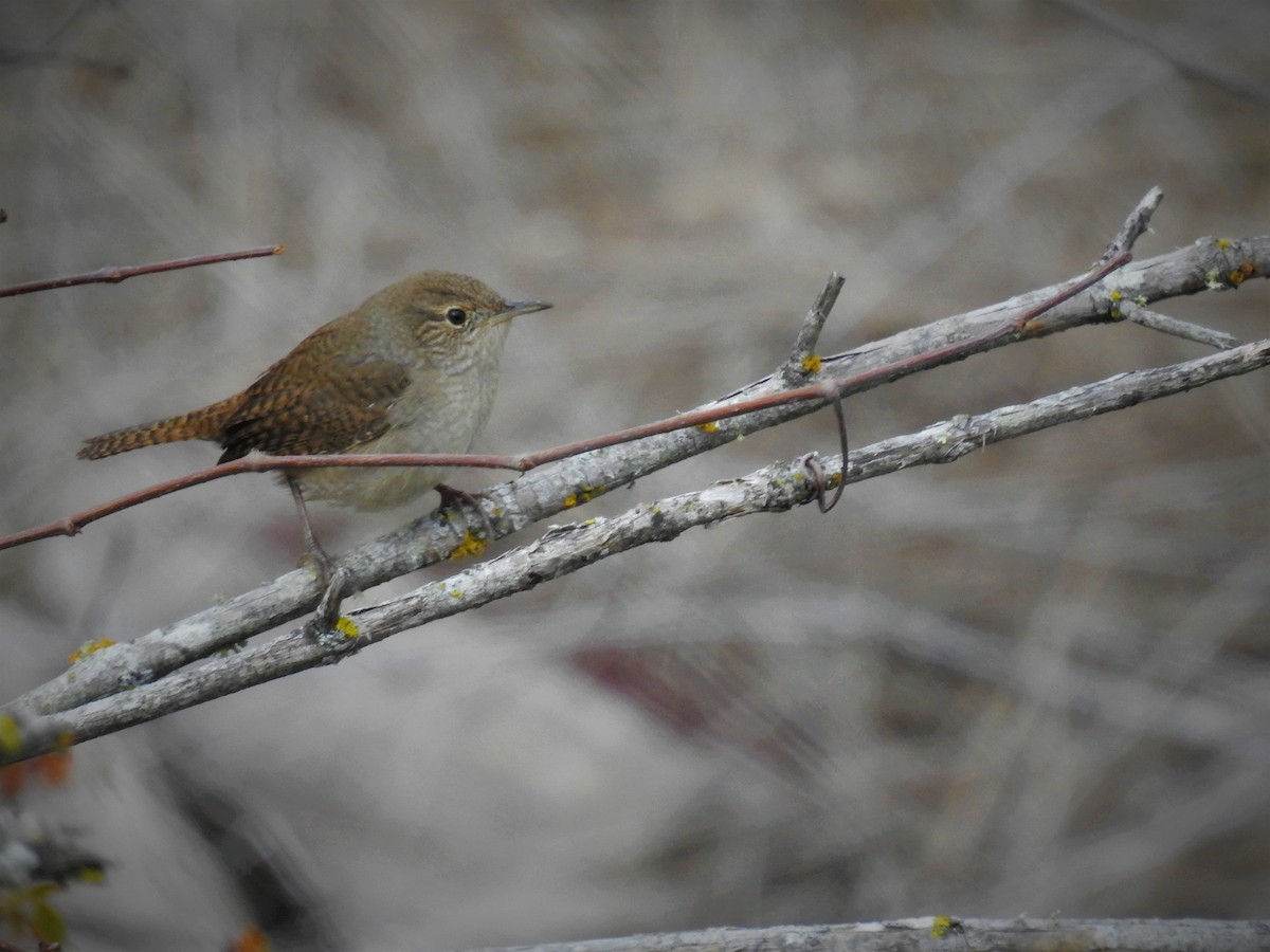 House Wren (Northern) - ML504135511