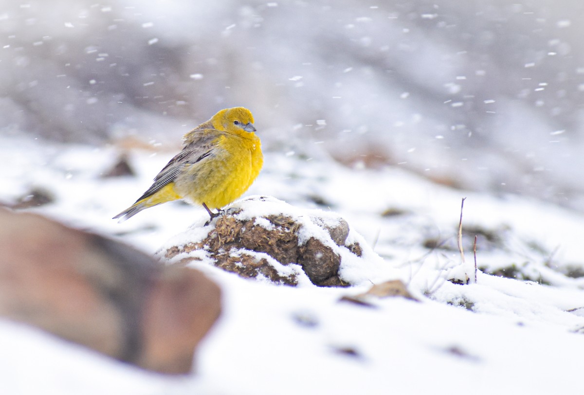 Greater Yellow-Finch - Damián Ganime