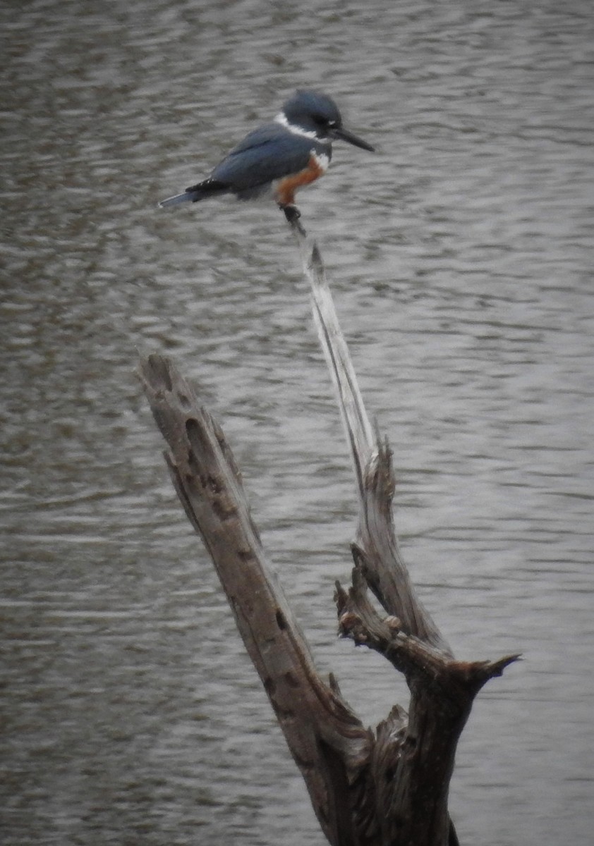 Belted Kingfisher - ML504135701