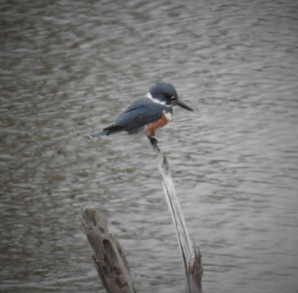 Belted Kingfisher - ML504135841