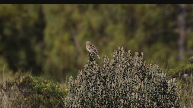 Paramo Pipit - ML504136531