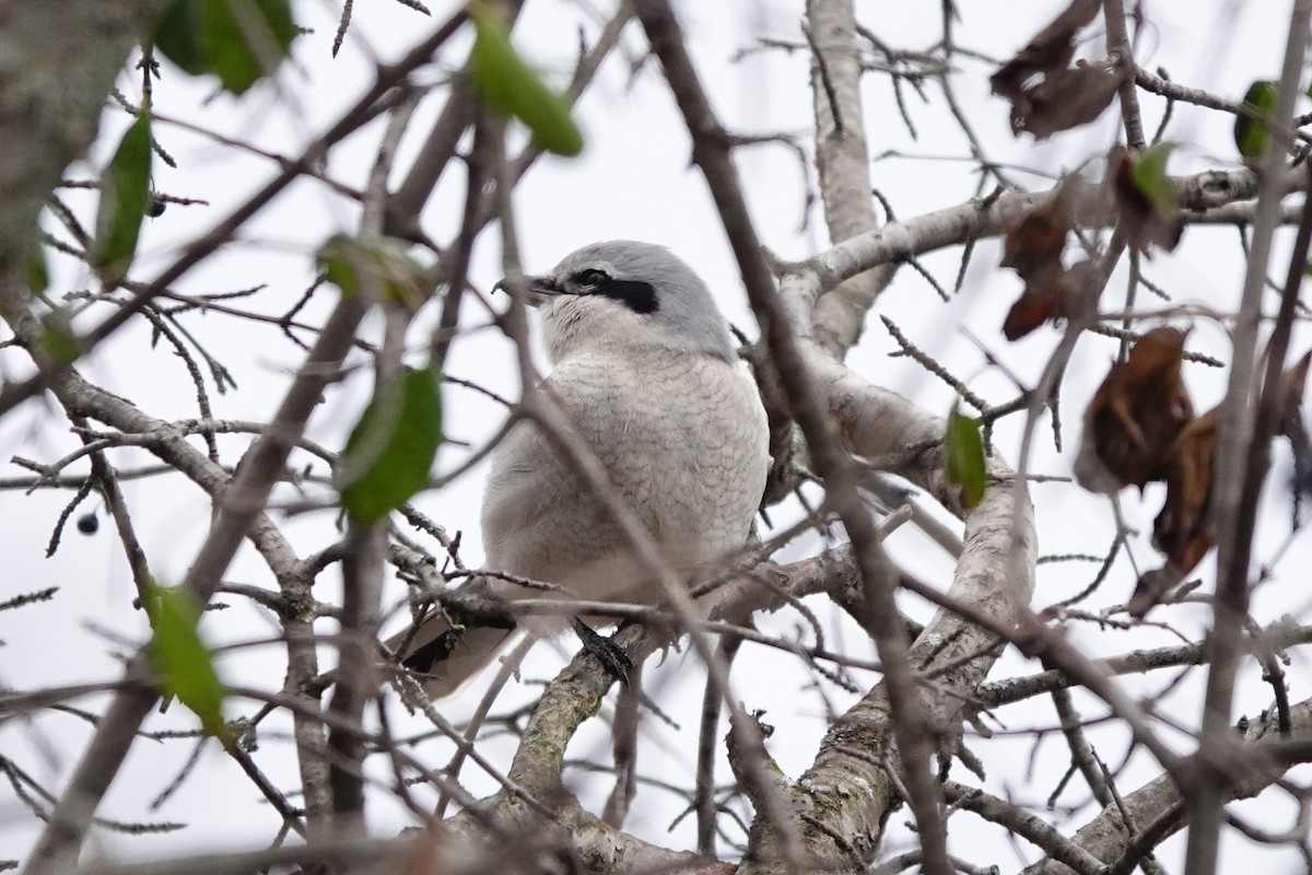 Alcaudón Boreal - ML504136571