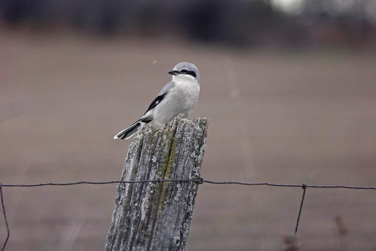 Northern Shrike - mc coburn