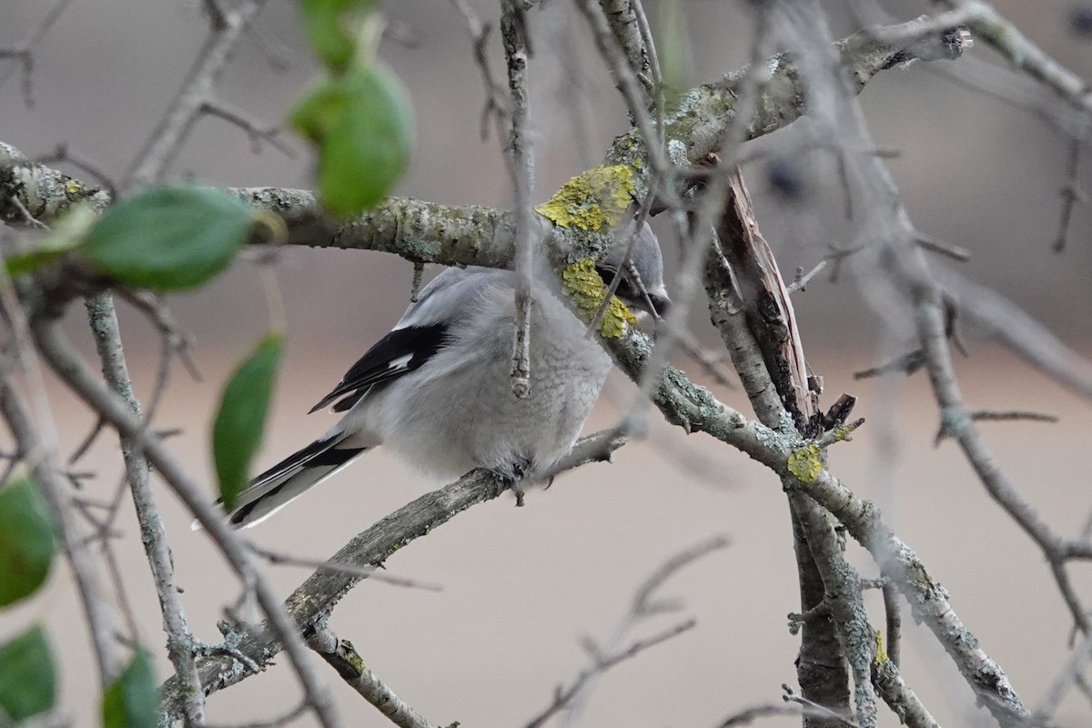 Northern Shrike - ML504136591