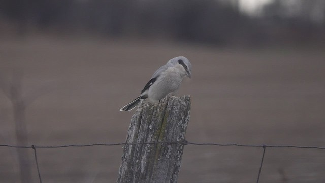 Pie-grièche boréale - ML504137281