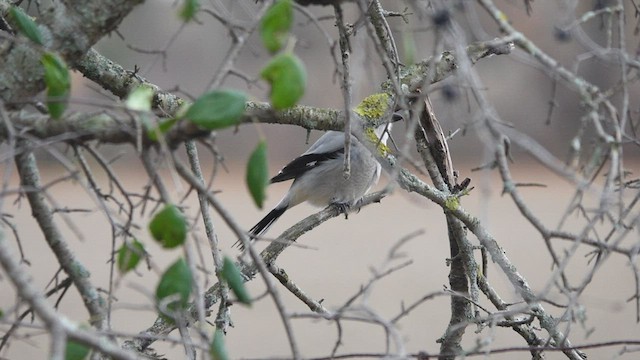 Сорокопуд північний - ML504137291