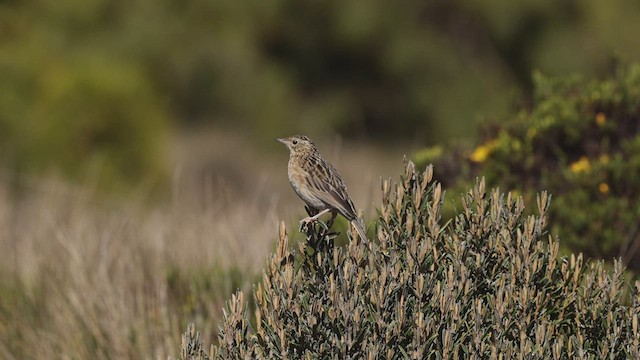 Paramo Pipit - ML504137611