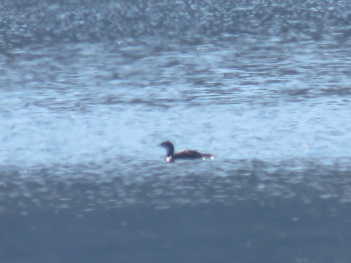 Pacific Loon - ML504137971