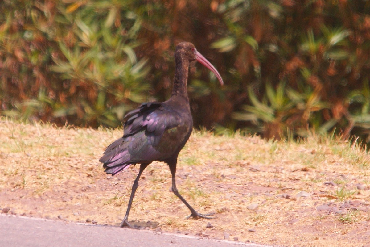 ibis andský - ML504138631