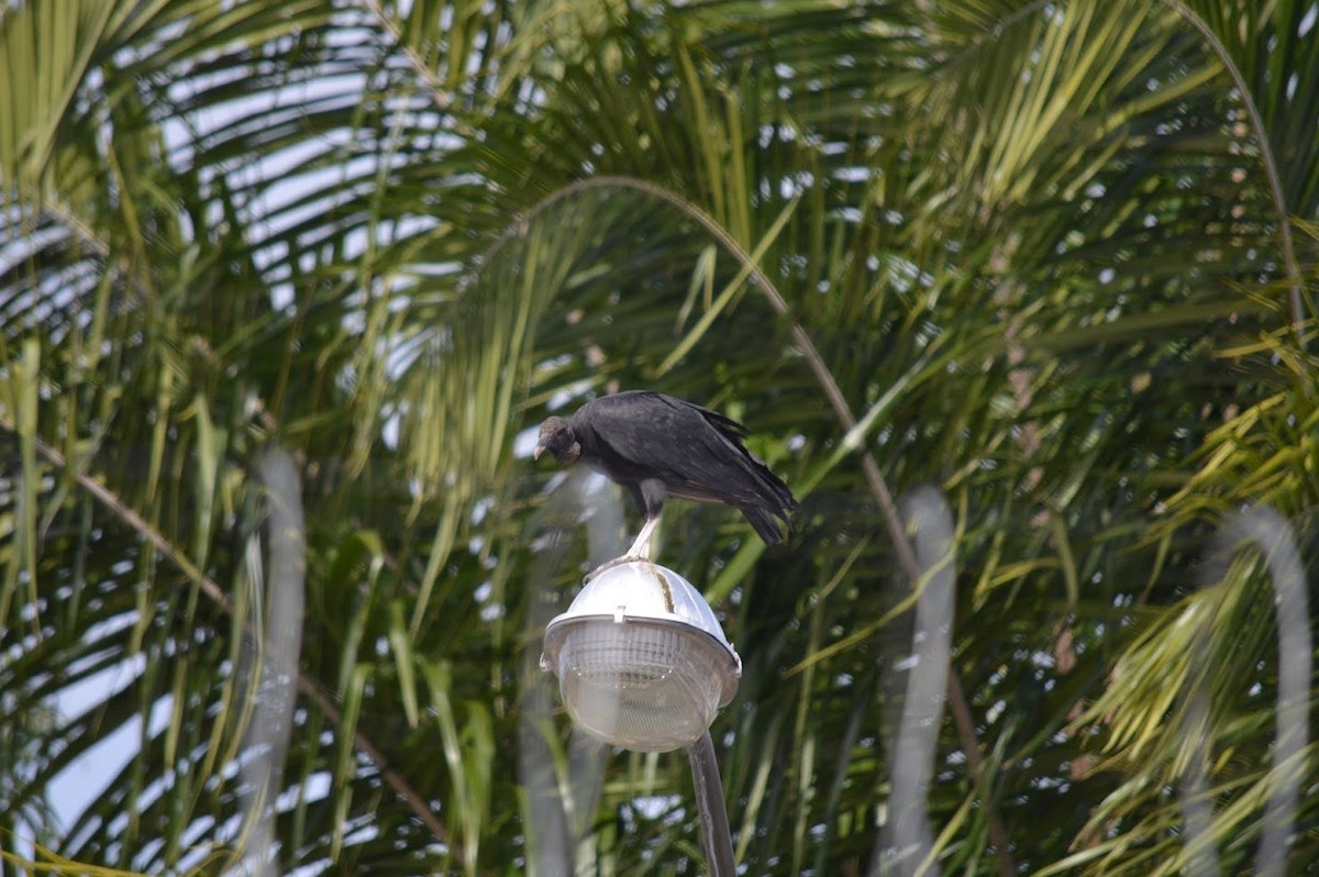 Black Vulture - ML504138751