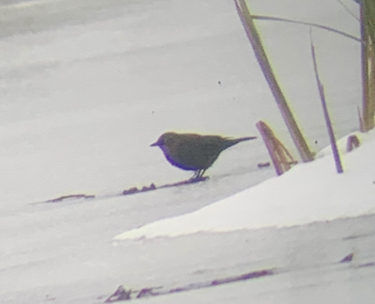 Rusty Blackbird - ML504140371