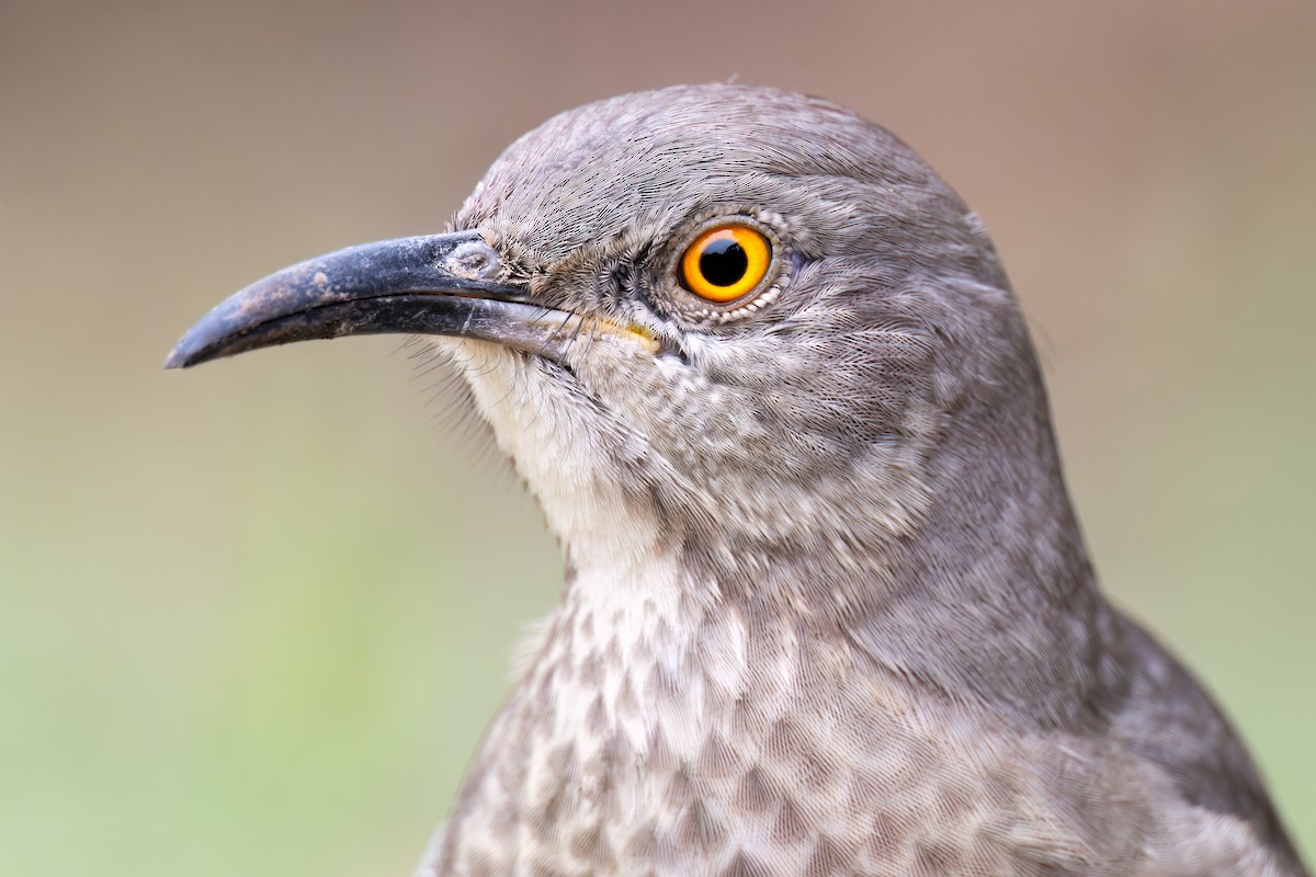 Curve-billed Thrasher - Ryan Sanderson