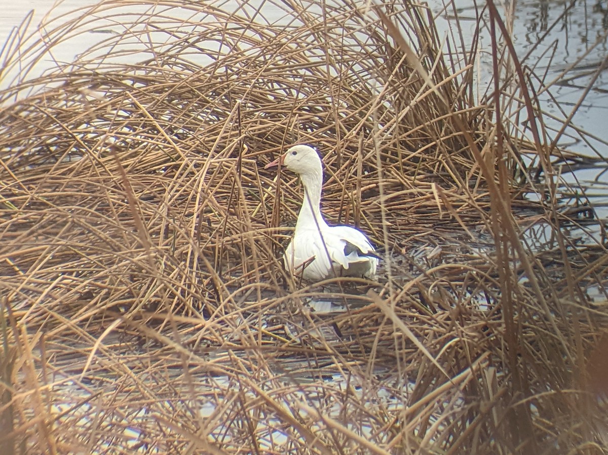 Snow Goose - ML504141931