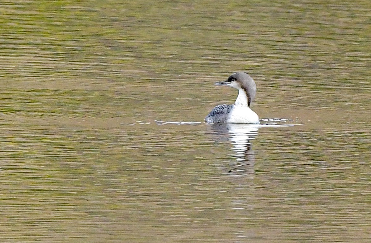 Pacific Loon - ML504142201