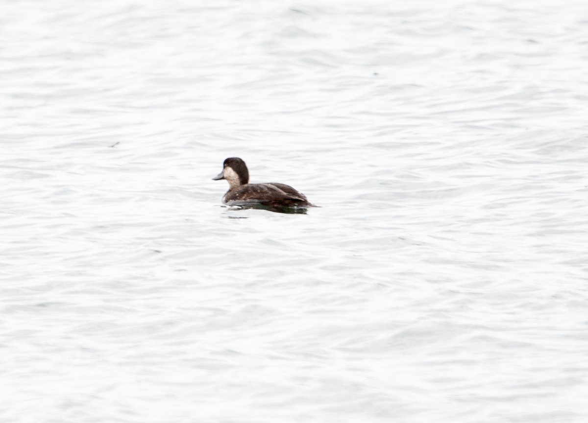 Black Scoter - ML504142871