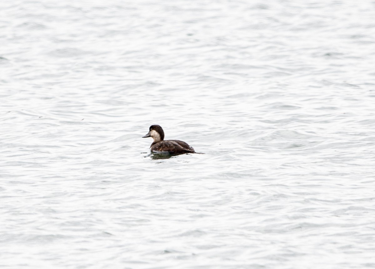 Black Scoter - ML504142881