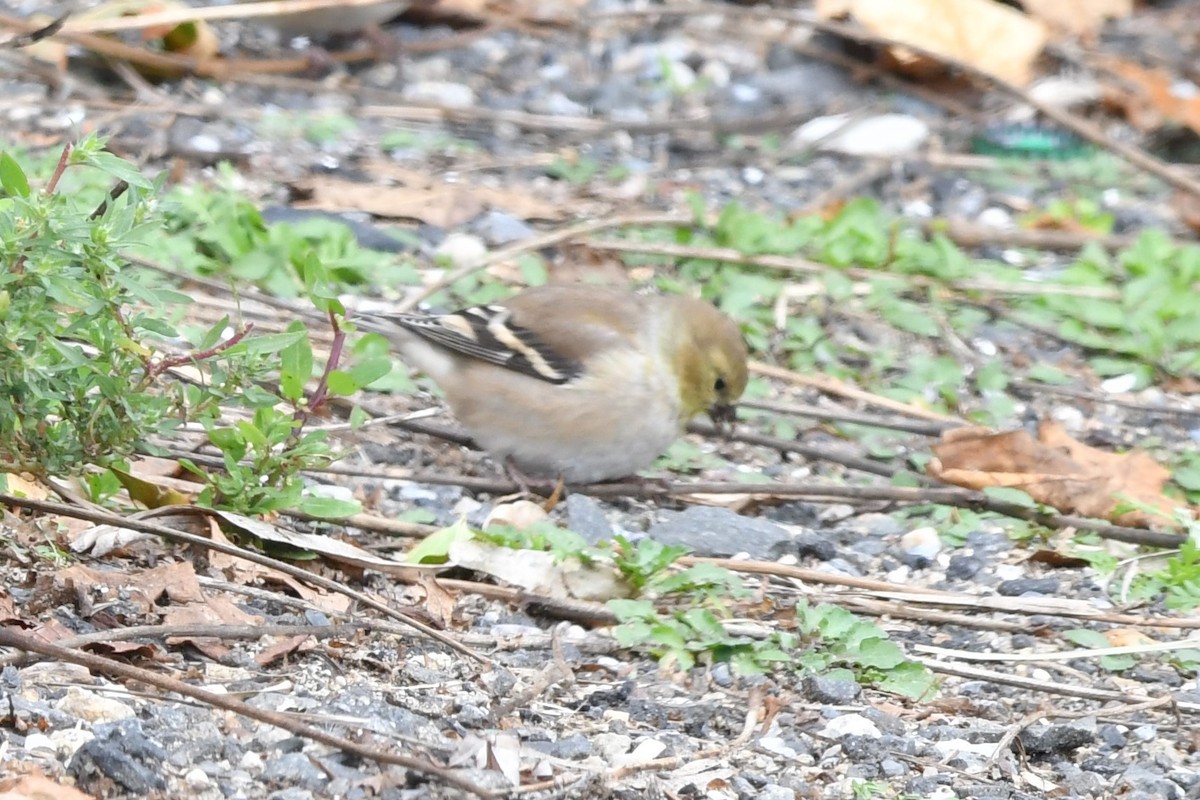American Goldfinch - ML504142911
