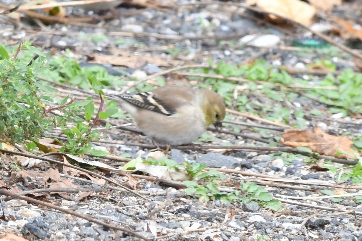 Chardonneret jaune - ML504142911