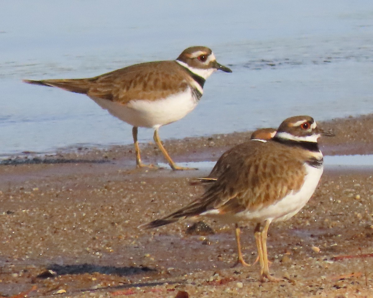 Killdeer - ML504143361