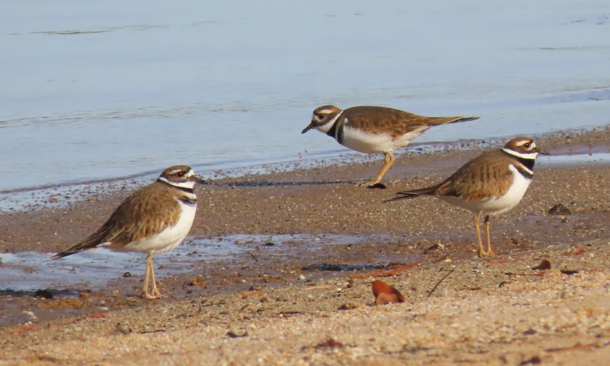 Killdeer - ML504143371