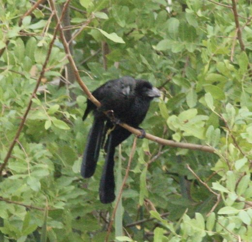 Smooth-billed Ani - ML504144411