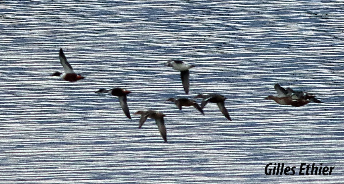 Northern Shoveler - ML504145831