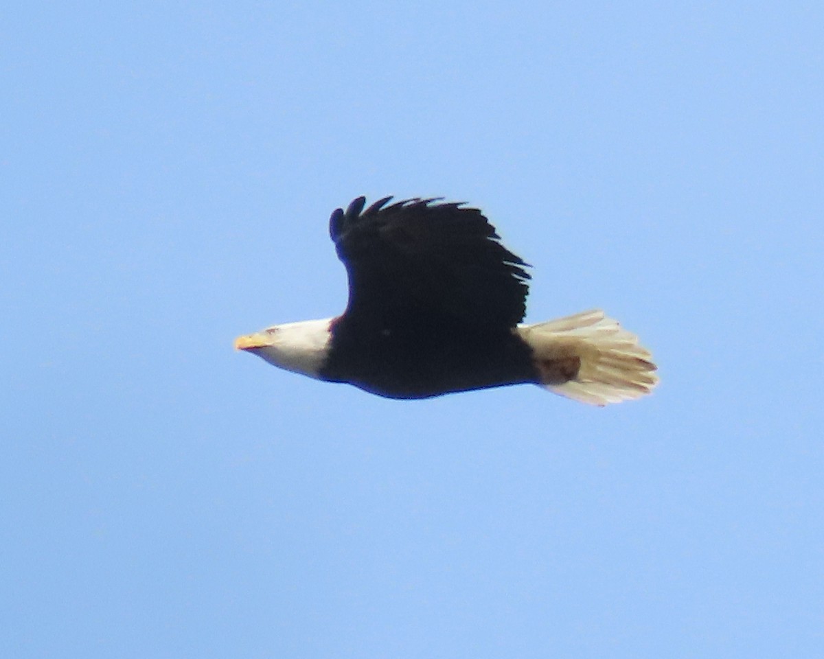 Bald Eagle - ML504145891