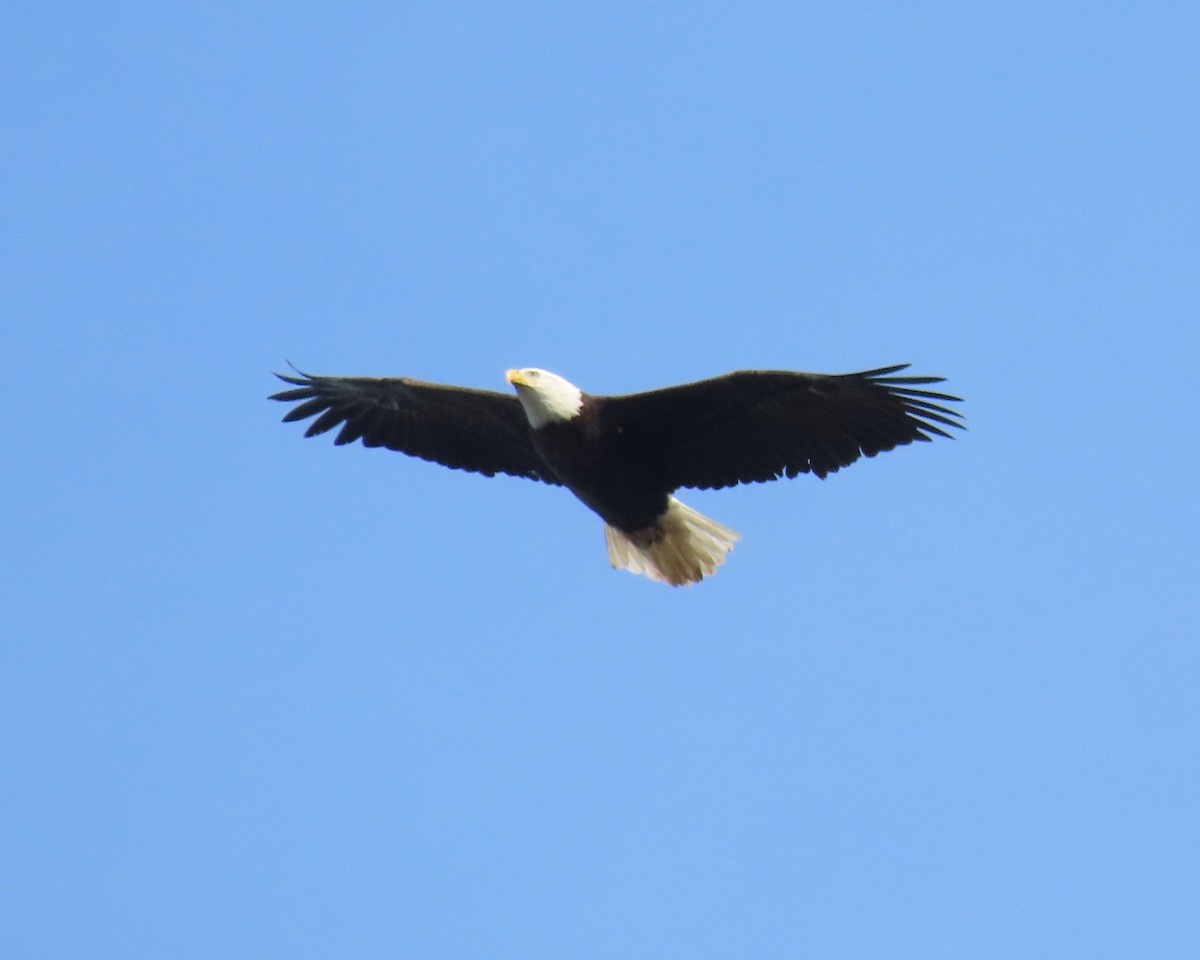 Bald Eagle - ML504145901