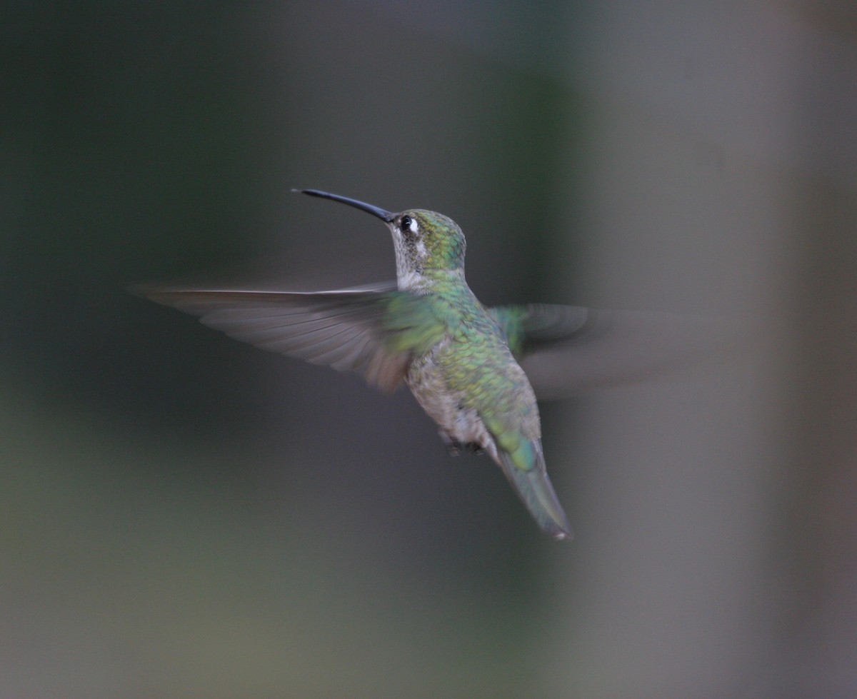 kolibřík skvostný - ML504145961