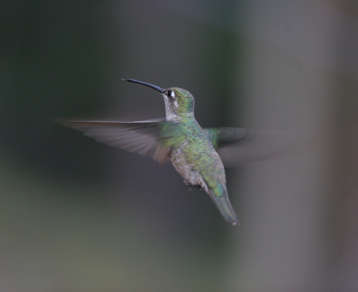 Rivoli's Hummingbird - Thomas Heinrich