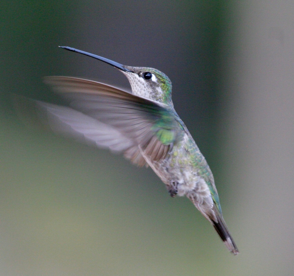 Rivoli's Hummingbird - Thomas Heinrich
