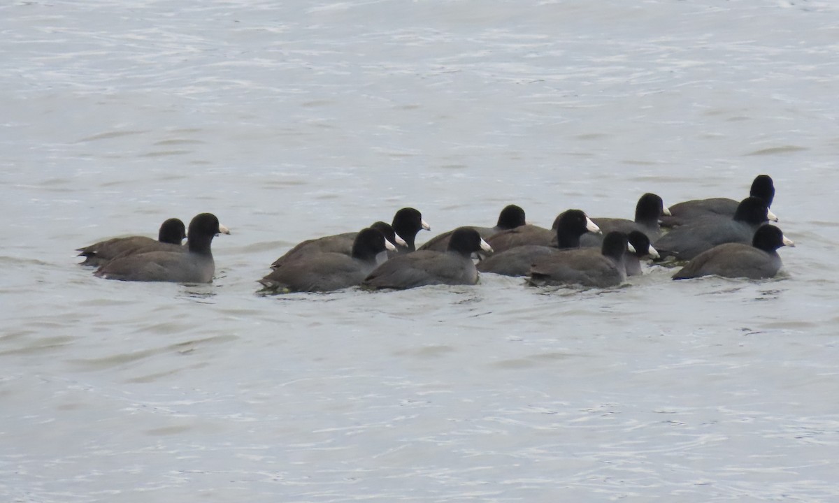 American Coot - ML504146461