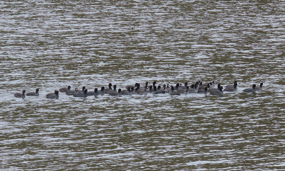 American Coot - ML504146481