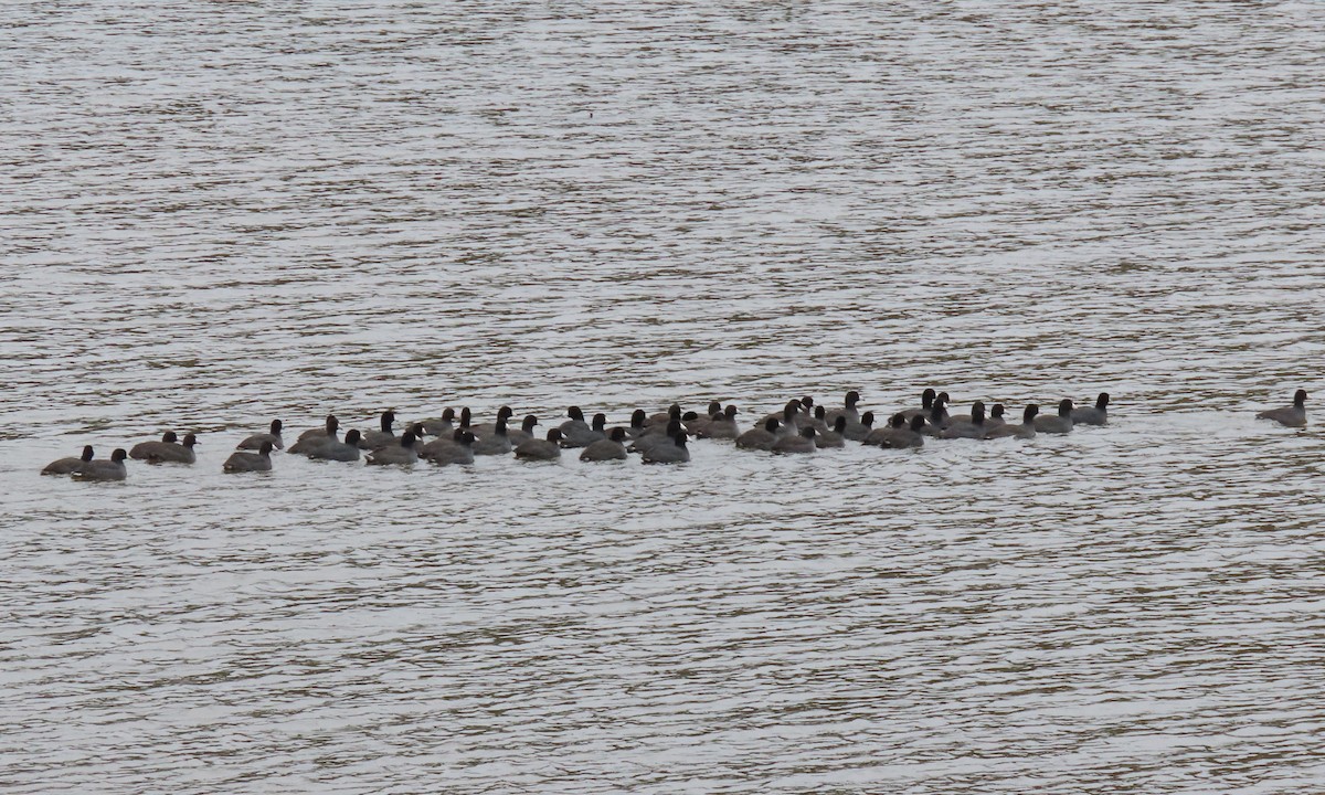 American Coot - ML504146511